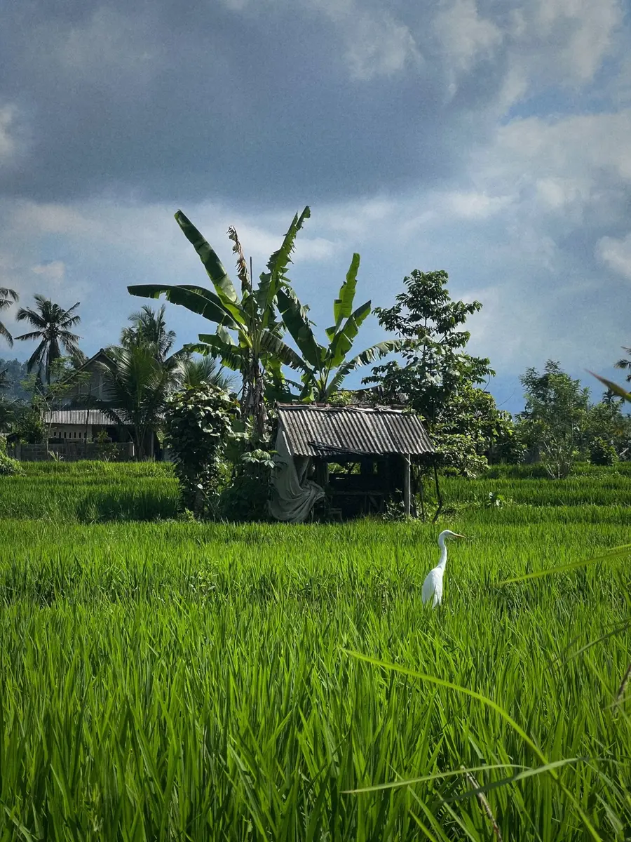 À la découverte de Bali, l'île des dieux — photo 24