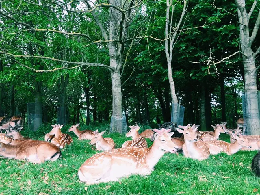 Une immersion à Dublin, entre ville et nature irlandaise — photo 14