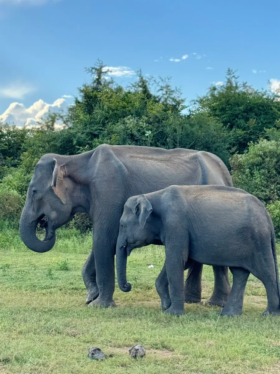 Une aventure inattendue au Sri Lanka — photo 26