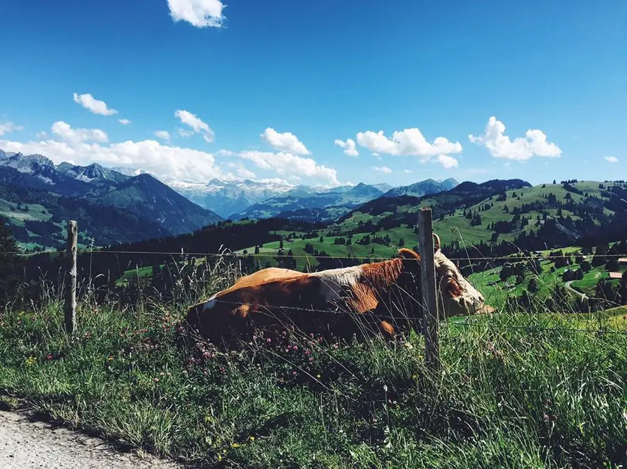 La Suisse, bien plus qu'un cliché : le pays qui me surprend à chaque visite — photo 26